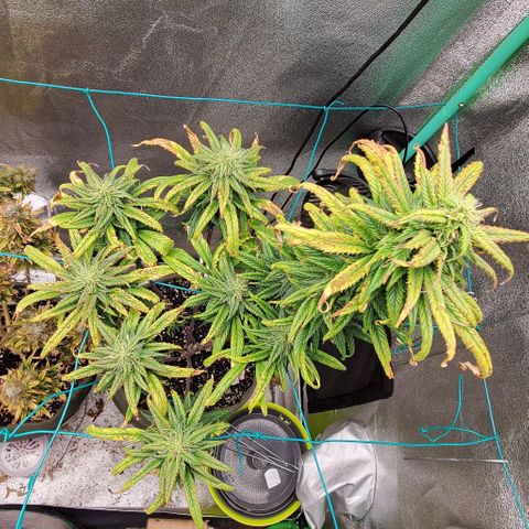 Princess Peach growlog timeline photo