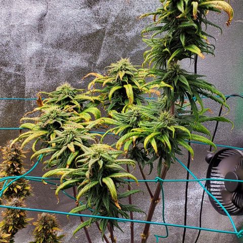 Princess Peach growlog timeline photo