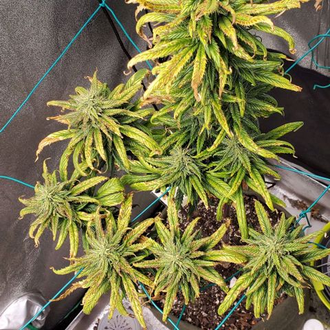 Princess Peach growlog timeline photo