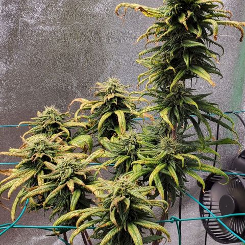 Princess Peach growlog timeline photo