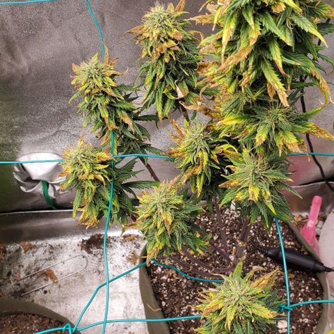 Princess Peach growlog timeline photo