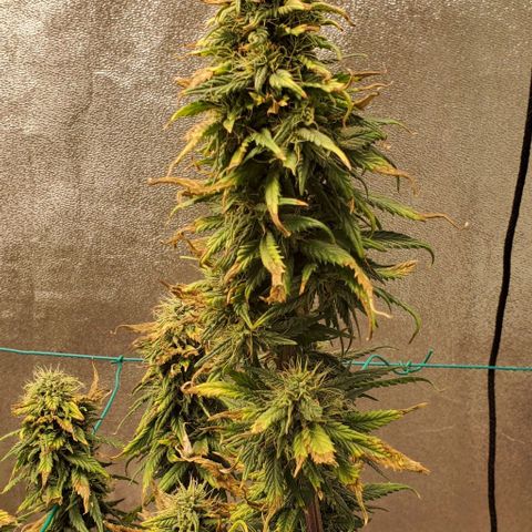 Princess Peach growlog timeline photo