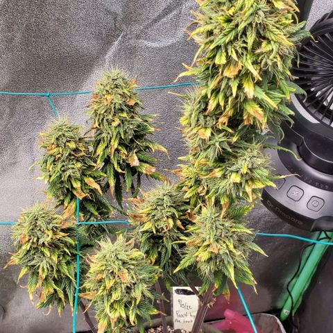Princess Peach growlog photo: She is THICC