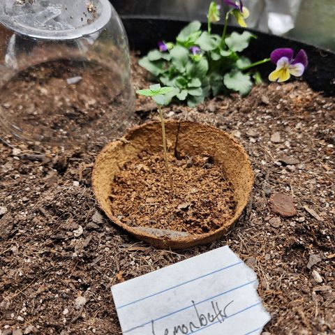 the Oracle (Livia Prime) growlog timeline photo