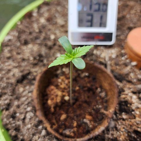 the Phalanx (Fighter) growlog timeline photo