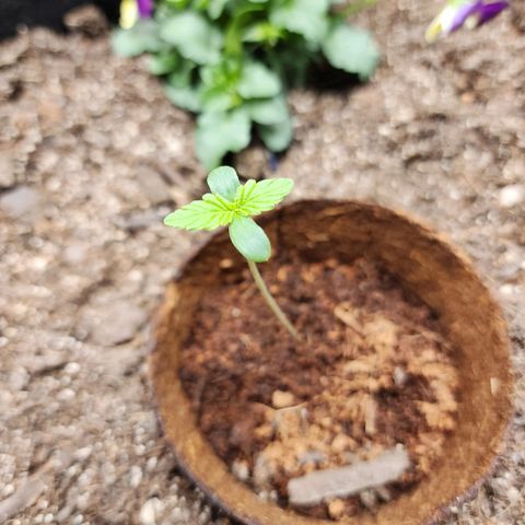 the Oracle (Livia Prime) growlog timeline photo