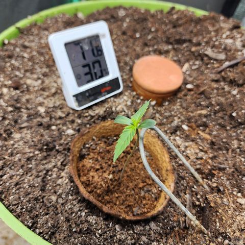 the Phalanx (Fighter) growlog photo: She got pushed over by the fan, so I gave her some support
