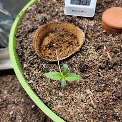 the Phalanx (Fighter) growlog photo: She got pushed over by the fan, so I gave her some support