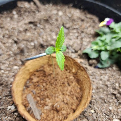 the Oracle (Livia Prime) growlog photo: Got pushed down by the fan, gave her some support. 