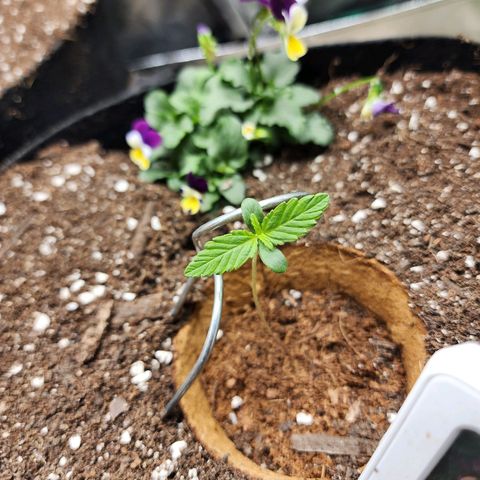 the Oracle (Livia Prime) growlog timeline photo