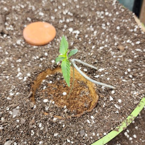 the Phalanx (Fighter) growlog timeline photo