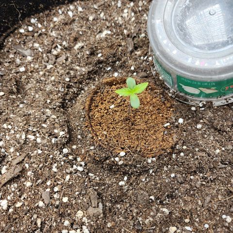 the Kineticist growlog timeline photo