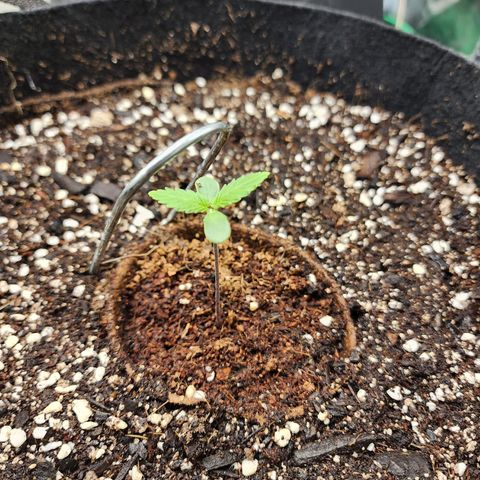 the Kineticist growlog timeline photo