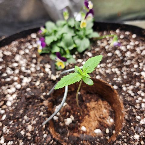 the Oracle (Livia Prime) growlog timeline photo