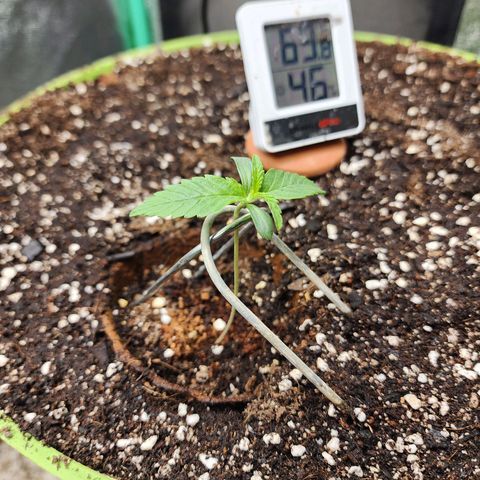 the Phalanx (Fighter) growlog timeline photo