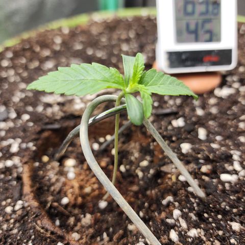 the Phalanx (Fighter) growlog timeline photo