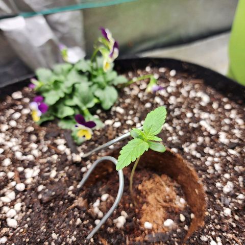 the Oracle (Livia Prime) growlog timeline photo