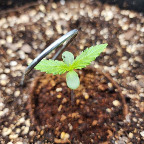the Kineticist growlog timeline photo
