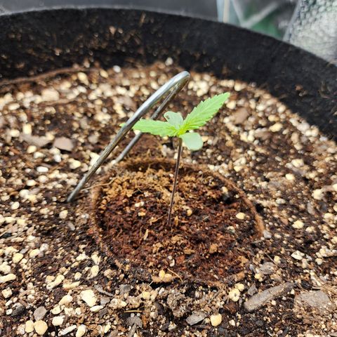 the Kineticist growlog timeline photo
