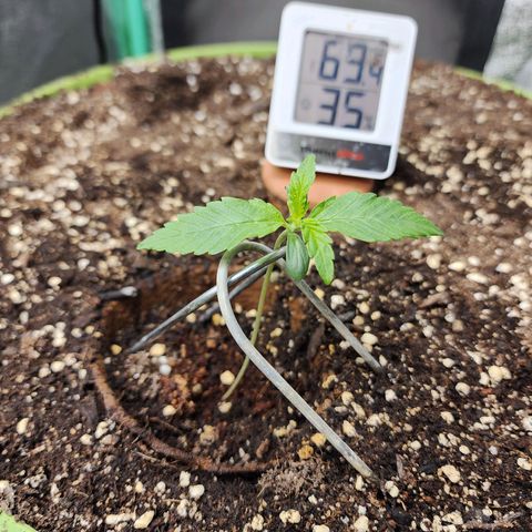 the Phalanx (Fighter) growlog timeline photo