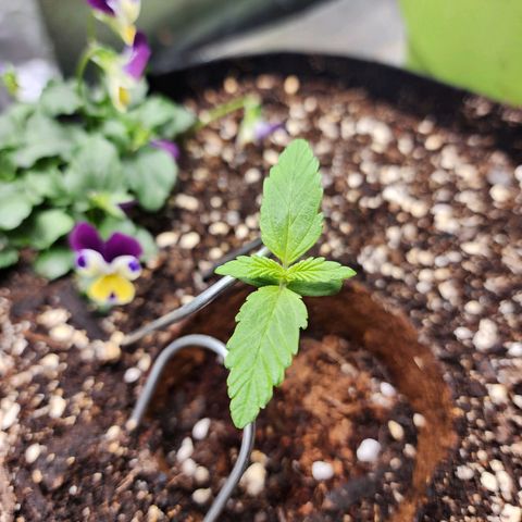the Oracle (Livia Prime) growlog timeline photo