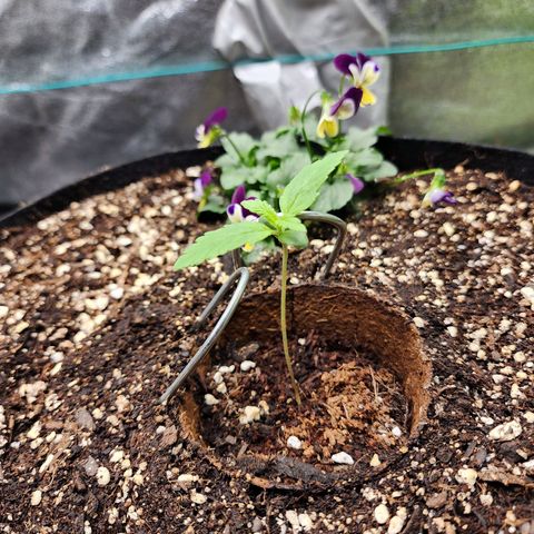 the Oracle (Livia Prime) growlog timeline photo