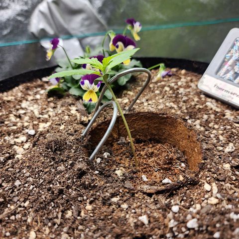 the Oracle (Livia Prime) growlog timeline photo