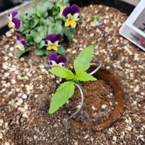 the Oracle (Livia Prime) growlog timeline photo