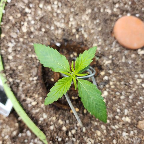 the Phalanx (Fighter) growlog timeline photo