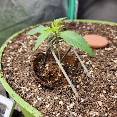 the Phalanx (Fighter) growlog timeline photo