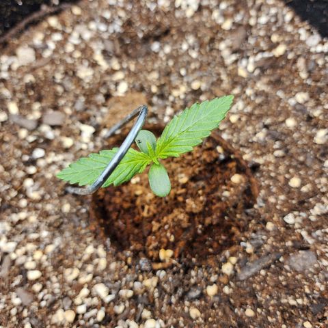 the Kineticist growlog timeline photo