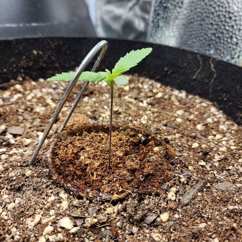 the Kineticist growlog timeline photo