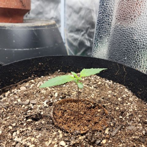 the Kineticist growlog timeline photo