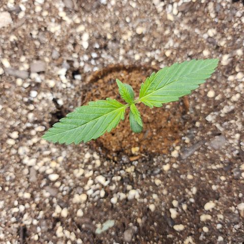 the Kineticist growlog timeline photo