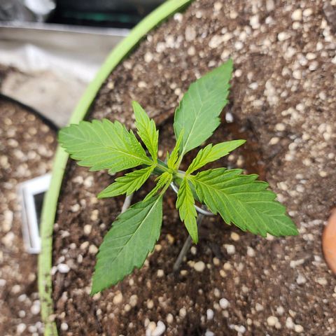 the Phalanx (Fighter) growlog timeline photo