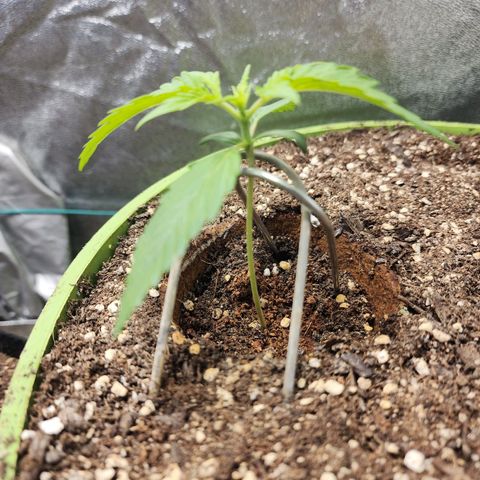 the Phalanx (Fighter) growlog timeline photo