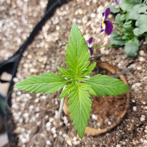 the Oracle (Livia Prime) growlog timeline photo