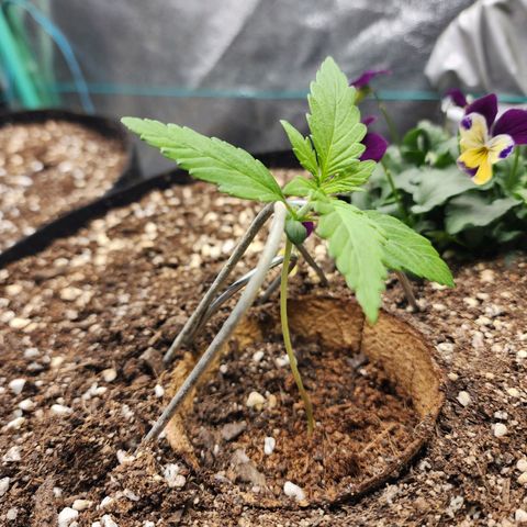 the Oracle (Livia Prime) growlog timeline photo