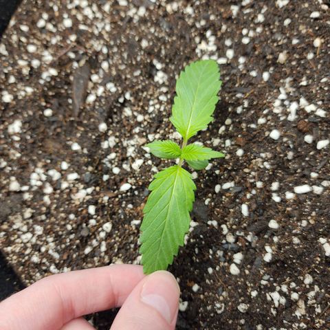 the Kineticist growlog timeline photo
