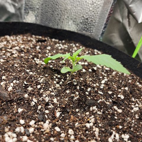 the Kineticist growlog timeline photo