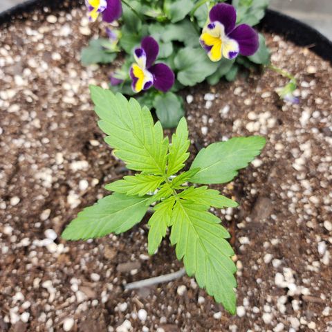 the Oracle (Livia Prime) growlog timeline photo