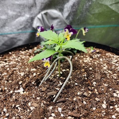 the Oracle (Livia Prime) growlog timeline photo