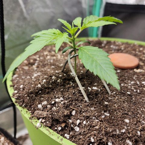 the Phalanx (Fighter) growlog timeline photo