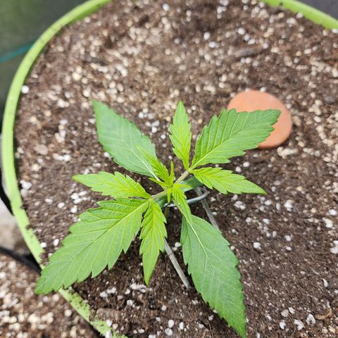 the Phalanx (Fighter) growlog timeline photo
