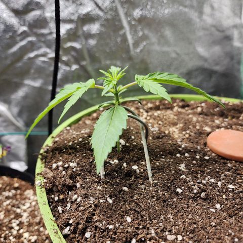 the Phalanx (Fighter) growlog timeline photo