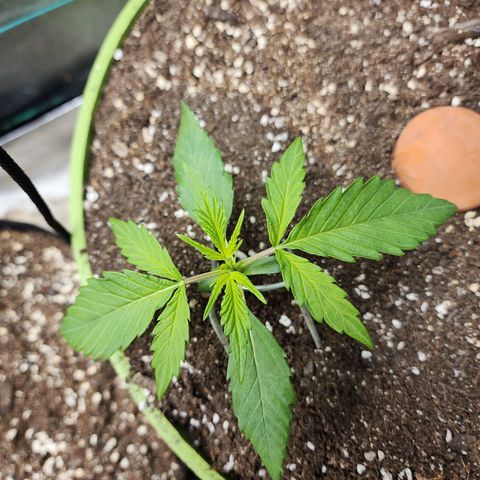 the Phalanx (Fighter) growlog timeline photo