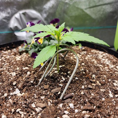 the Oracle (Livia Prime) growlog timeline photo