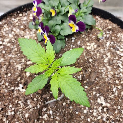 the Oracle (Livia Prime) growlog timeline photo