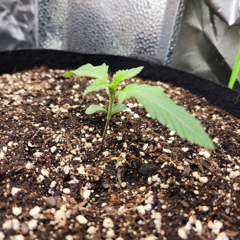 the Kineticist growlog timeline photo