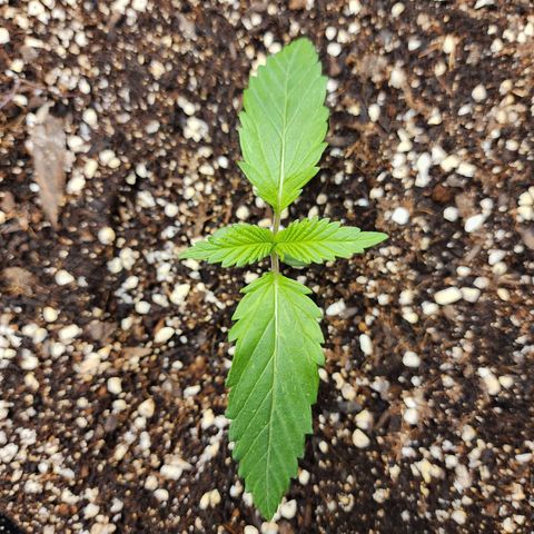 the Kineticist growlog timeline photo
